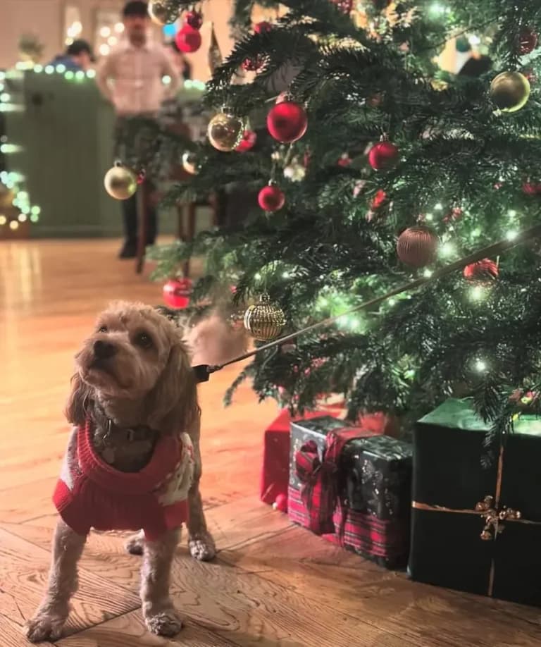 Cover Image for Your Cosy Christmas Escape at The George & Dragon